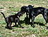 Playing pups in Steamboat