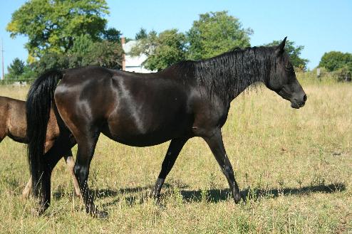 Saud el Halima with foal!