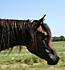 Ibn Halabi aka Izzy! One of the stallions we bred and Sold! THE sweetest temperament.