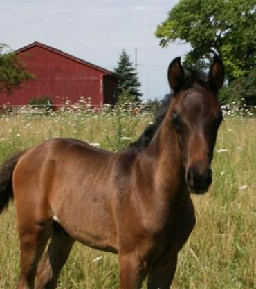 Abu Azimm. My Gelding that I am trying to move out to Colorado with me!