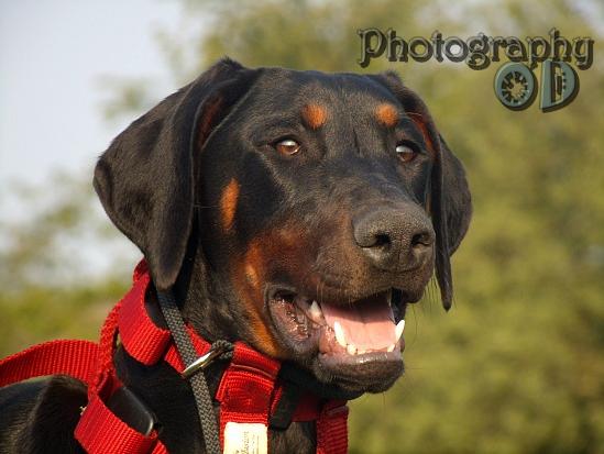 6 months - Nice portrait - shame about the collar!