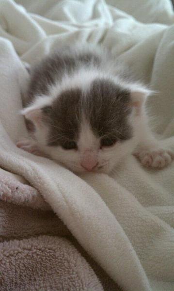 kitten 1