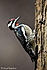 yellow bellied sapsucker F5R1866