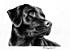 The Black Lab Sketch
