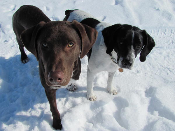 My pups Booner & Crockett
