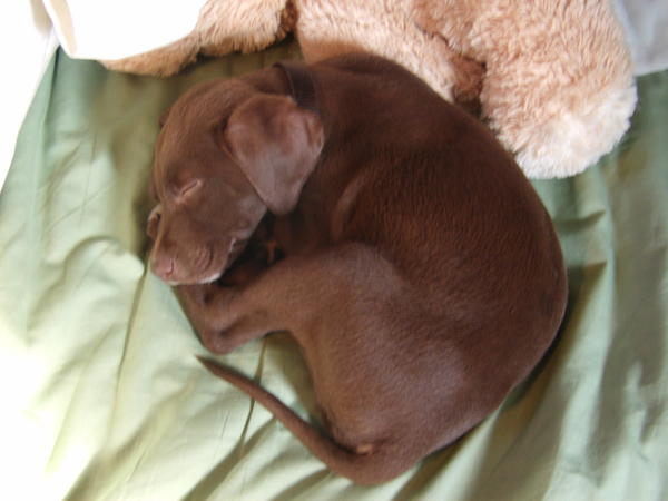 Crockett-Dog