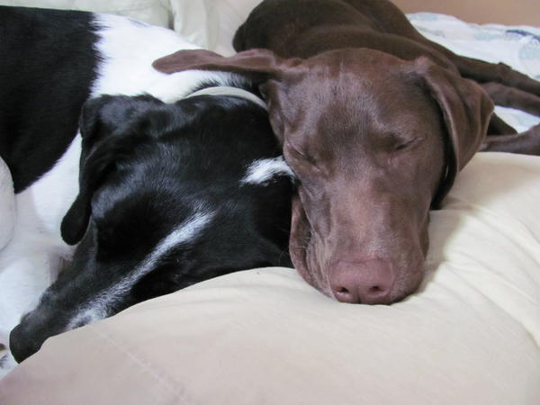 Booner & Crockett Sleep'n Together