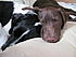 The blk & wht pup is Booner. He is a pointer/spaniel/? mix & he is 4 yrs old. The bwn one is Crockett. He is a 1 1/2 yr old lab/shorthair mix. I found both of them on Petfinder in need of homes. I love them dearly & they are with me constantly as I work from home. I am a Pet Portrait artist & I hand sketch pieces from photos my clients provide to me. I have added here a few pieces to see. I hope to eventually do 2 different albums. One of art, one of pups.