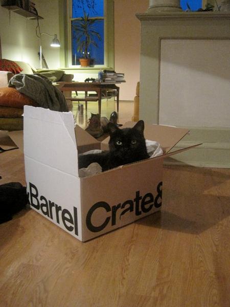 Ollie's meowmie was the guest of honor at a wedding shower... she got a terrific gift and Ollie got this terrific box!