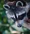 On her favorite tree branch