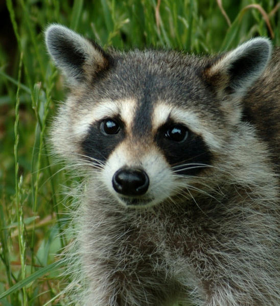 Close-up adorable!