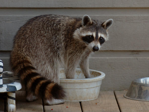 Grabbing some food from her outdoor bowl