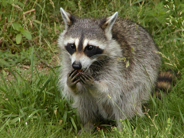 Eating a berry