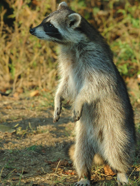 Rosie, the Meer-coon