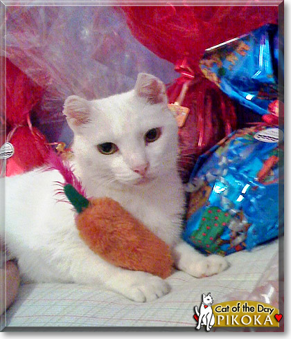catofthedaypascoa