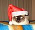 yo yo di natal