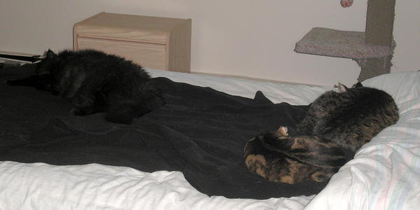 Cole, Zoe and Oscar - the latter two look like one cat!