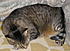 Looks like Oscar kinda backed into his sleeping spot!