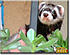 TBFERRET