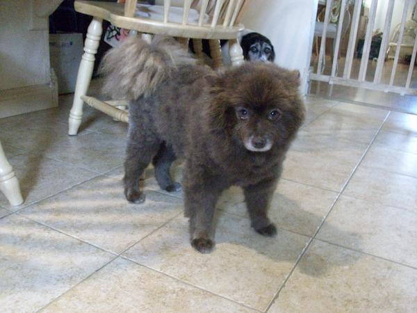 Teddy's new haircut