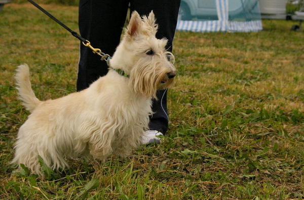 Scottie friend,Kenna
