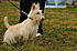 Scottie friend,Kenna