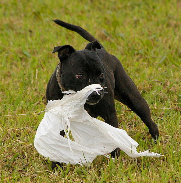 Gus got it!