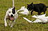 Coursing