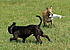With Whippet friend,Skeet.