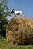 Kelly,queen of the haystack!