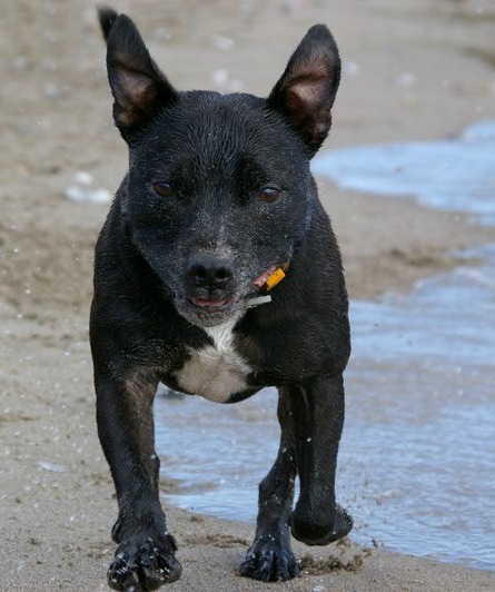 Flapping ears!