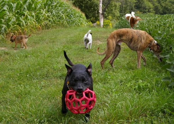 Skeet,Gus,Maybel and Kelly