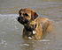 Maybel at Fraser Island