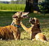 Maybel meets Skeet