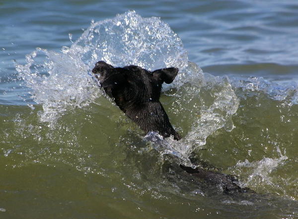 Swim