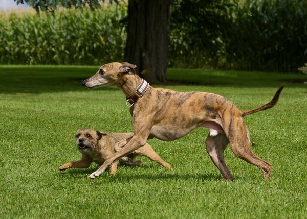 Skeet and Maybel