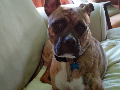 Cassie's serious/begging face.