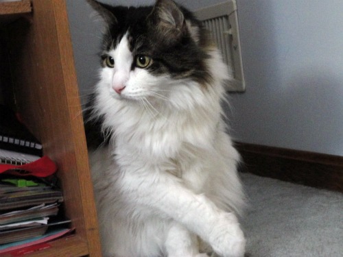 Mario is a ten year old maine coone mix. We adopted him when he was a few months old, very small and playful. He was found outside of a shelter with his whiskers burnt.

Mario is very shy and playful. He is fluffy and soft, very beautiful. He has a sibling relationship (not by blood) with Toby.