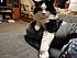 Luigi is a year or two year old kitten. He was a stray cat that used to wander up to our house every so often, for about a year. Then one day he came...