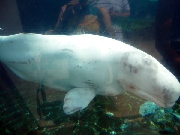beluga whale