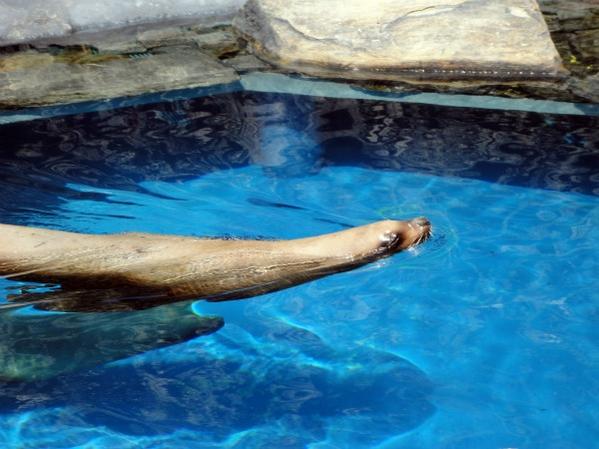 sea lion