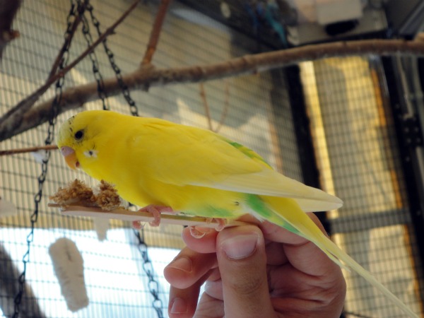 My brother holding up a very bright little parakeet.
