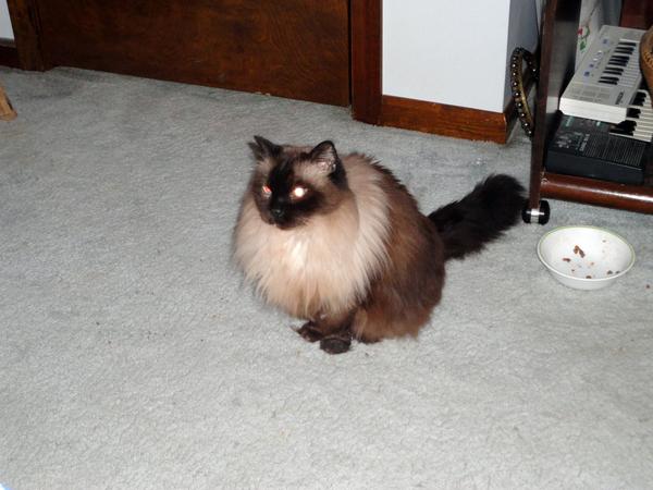 Toby. Who is not terribly photogenic, he was twitching as I tried to get a good shot.
