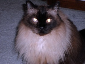 Meet Toby. Toby is a 15 year old purebred ragamuffin. For the first half of his life, he belonged to my grandmother. When her doctors suspected that she may be allergic to him, she gave him to us. It was later discovered she was NOT allergic to him, but Mario had bonded well with him, and he ended up staying.