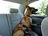 Cassie in the car
