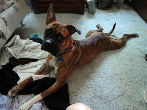 Frog legs :).