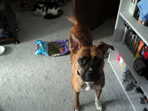 That tail is always waggin'.
