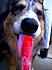 She loves licking the Ice pops