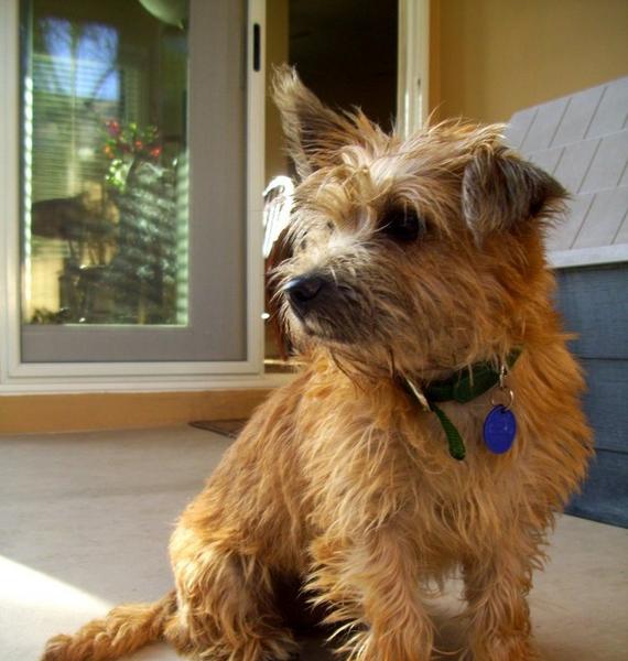 My Aunt's Cairn Terrier, Paris.
It's really hard to get a still shot of her; she's absolutely crazy and can't sit still.