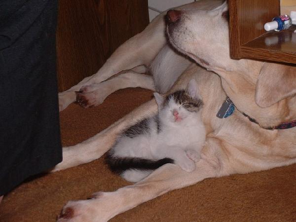 caseykitties3